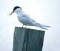 common tern